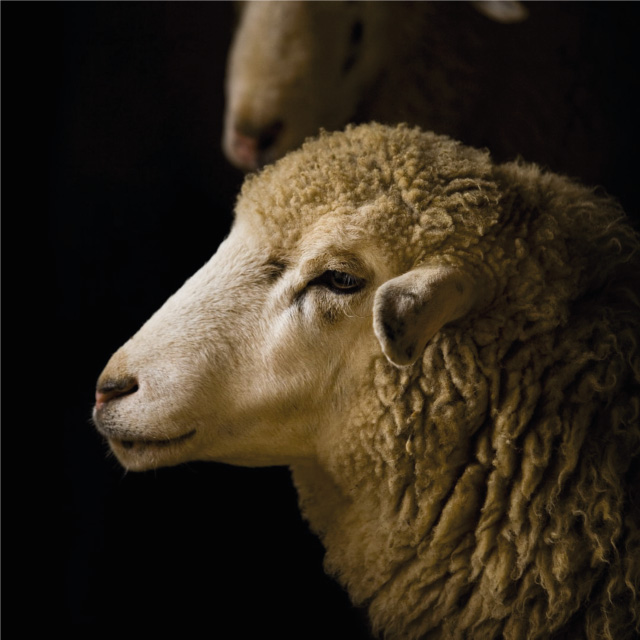 schaap-banner-duurzame-materialen